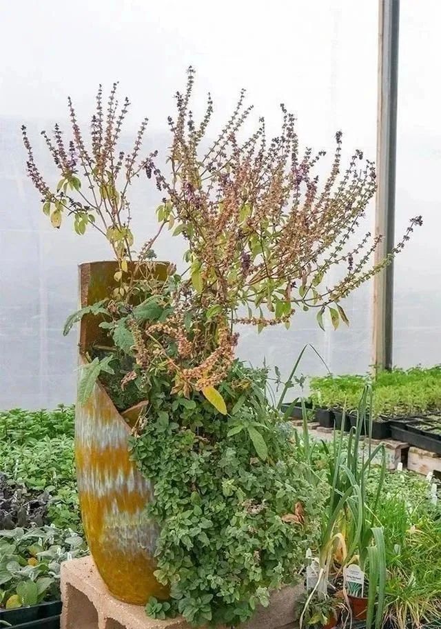 摔碎的花盆别扔做成盆栽超精美,打碎的花盆怎么变成宝