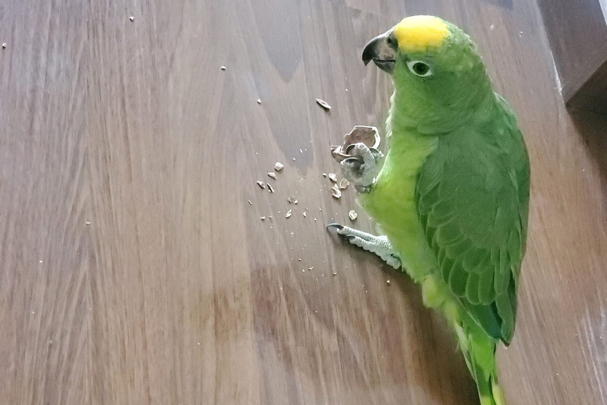 亚马逊鹦鹉为什么成了很多养鸟人得不到的鹦鹉梦？