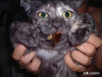 猫咪嘴里吐出半只蟑螂，我该怎么给它消毒，在线等！