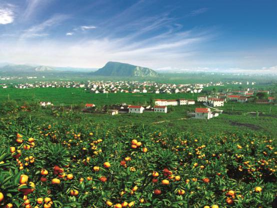 橘子红了广德,桔子红了椒江