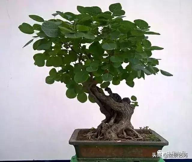 推荐36种好养的盆景植物,茶桌上养什么盆景植物