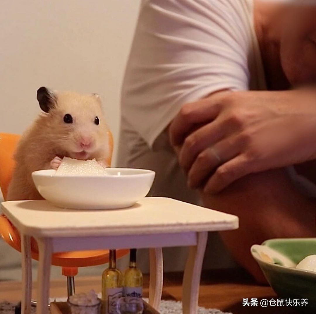 快一年的仓鼠突然很瘦但是爱运动,仓鼠幼鼠不爱运动