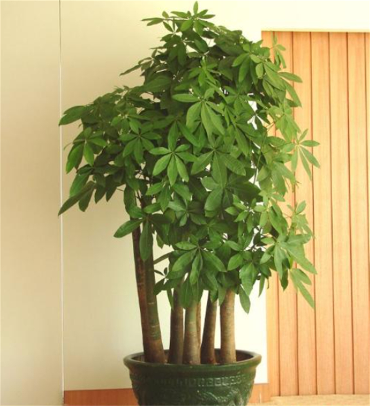 净化空气吸甲醛最好的植物有哪些,除了绿萝还有什么植物去甲醛