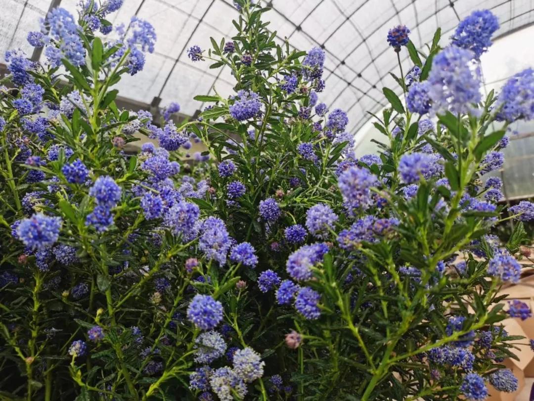 美洲茶寓意是什么,美洲茶蓝色海洋