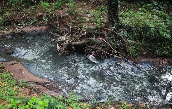 蜻蜓为什么越来越少了,为什么蜻蜓越来越少了