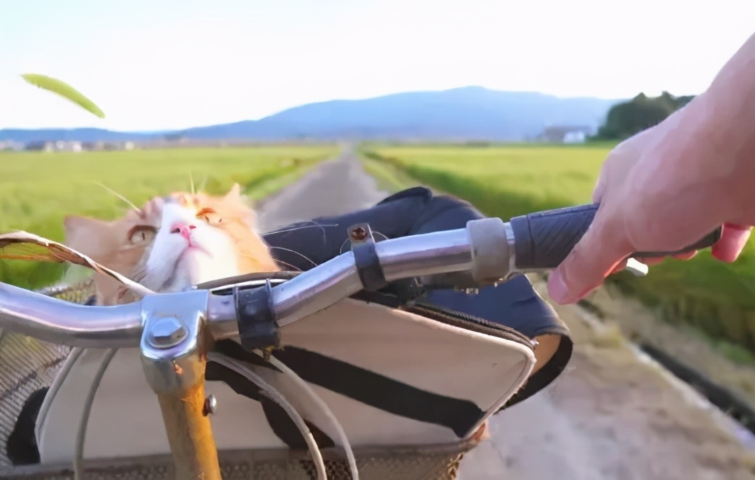 铲屎官回家过年留了一盆猫砂,过年回老家猫咪怎么办