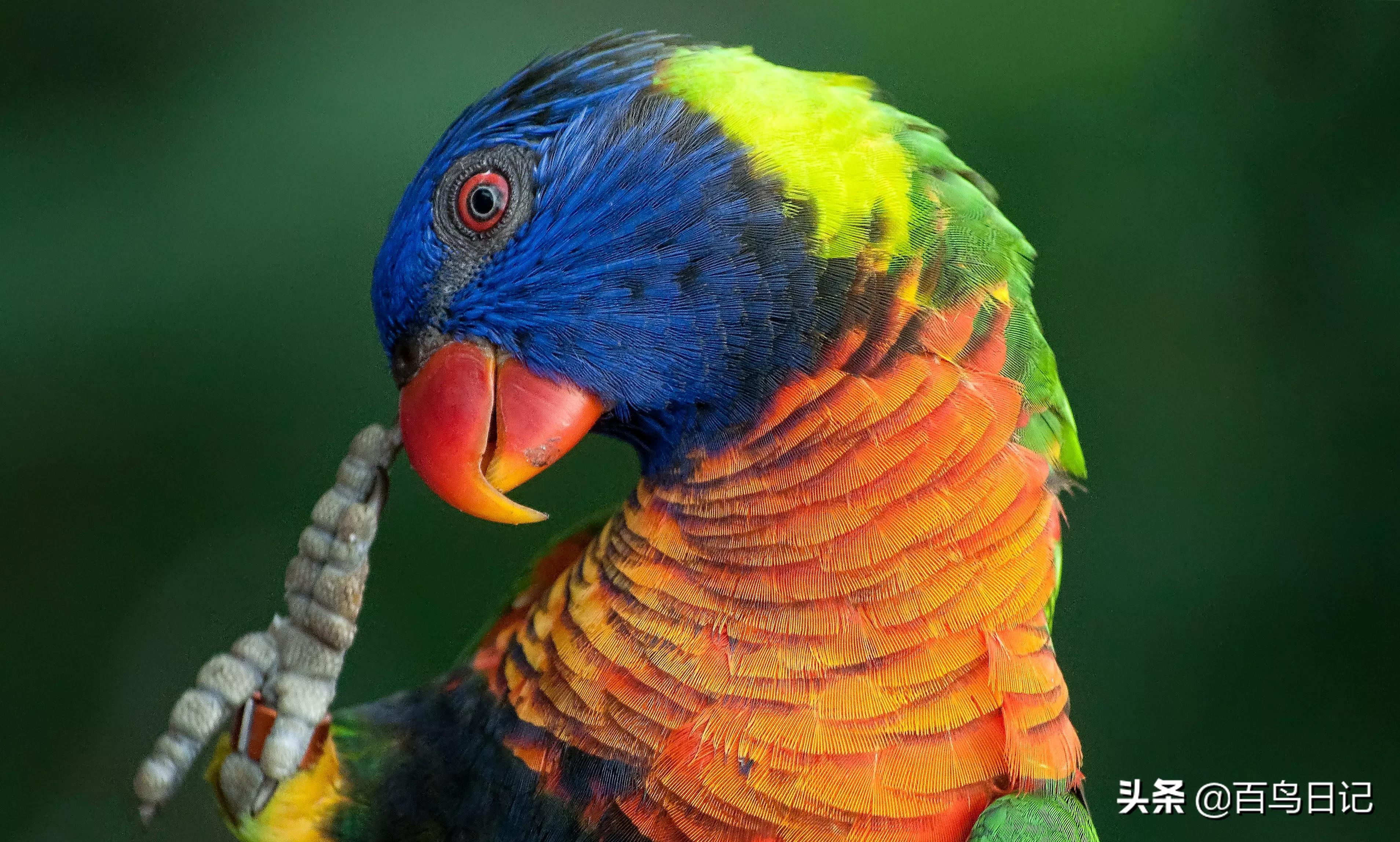 鹦鹉虱子防治,鹦鹉虱子防治方法有哪些