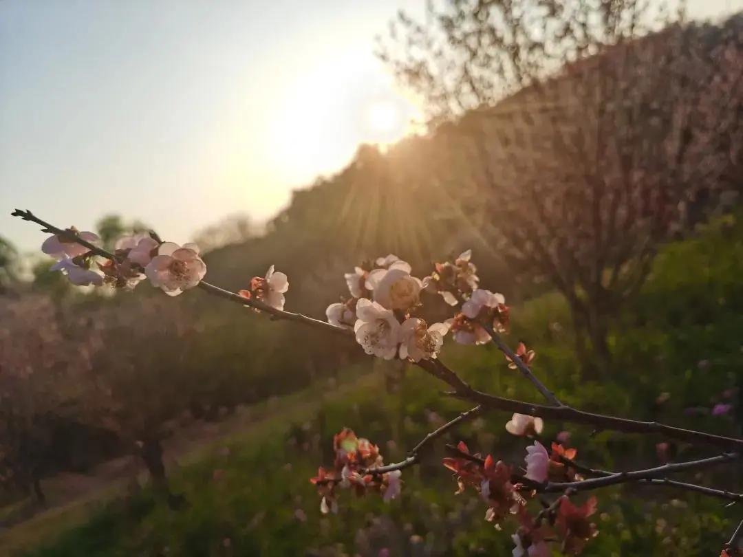 广州现在花开的季节,广州现在什么花开了