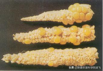 玉米缺磷的症状及治疗方法,玉米苗期缺磷和其他缺素症的区别