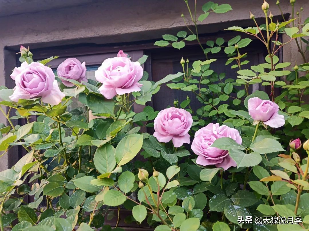 月季春季第一波花要不要剪,月季春季第一波花开后嫁接