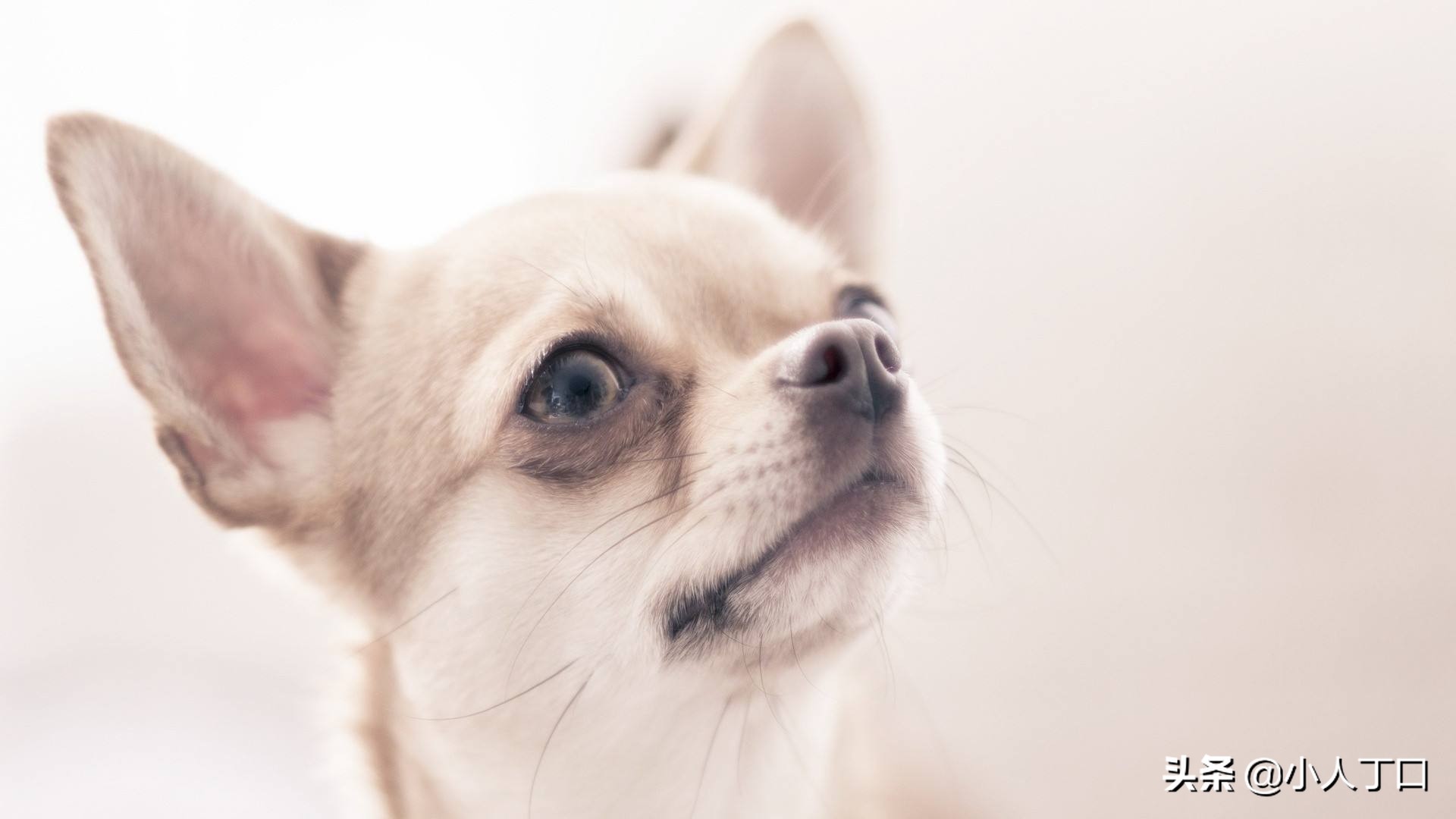 科普30种比较出名的宠物狗,公认最好养的十种宠物狗