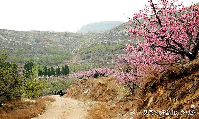 济南春季赏花自驾,济南踏青赏花新模式