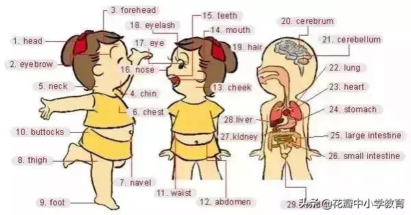 这36张图包含了中学英语所有生活用词，太全了，收藏起来