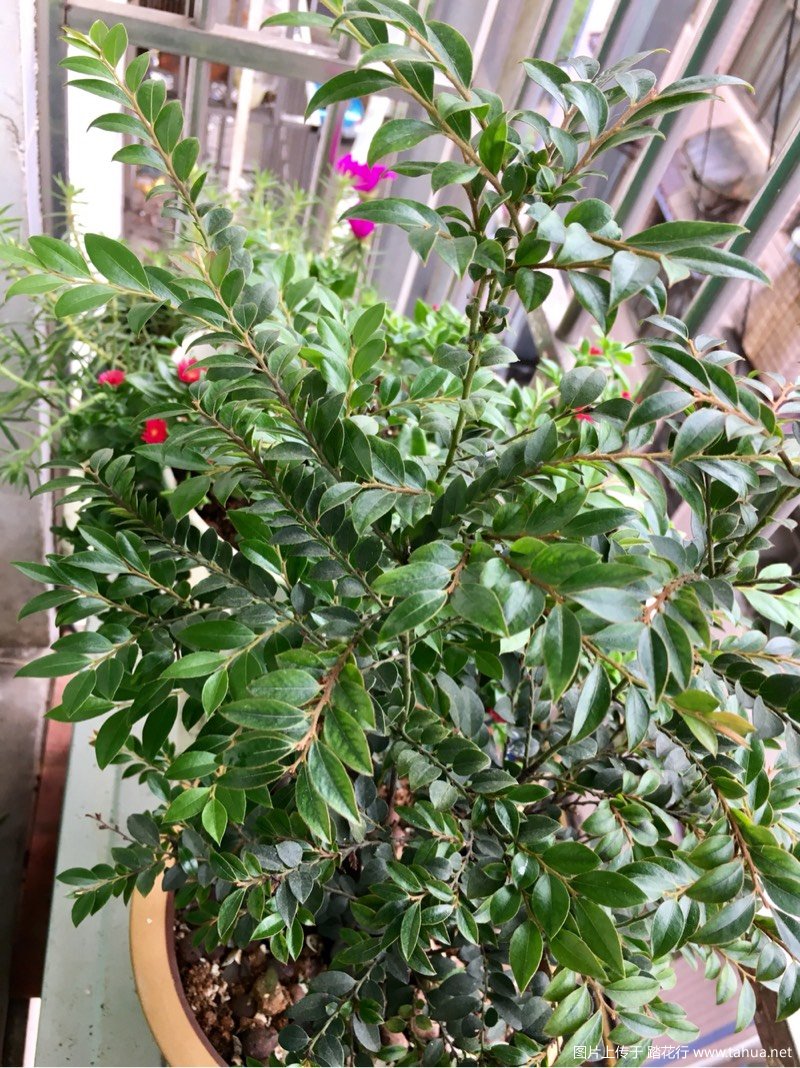 冒充小叶紫檀盆景的植物,虚假典型盆景