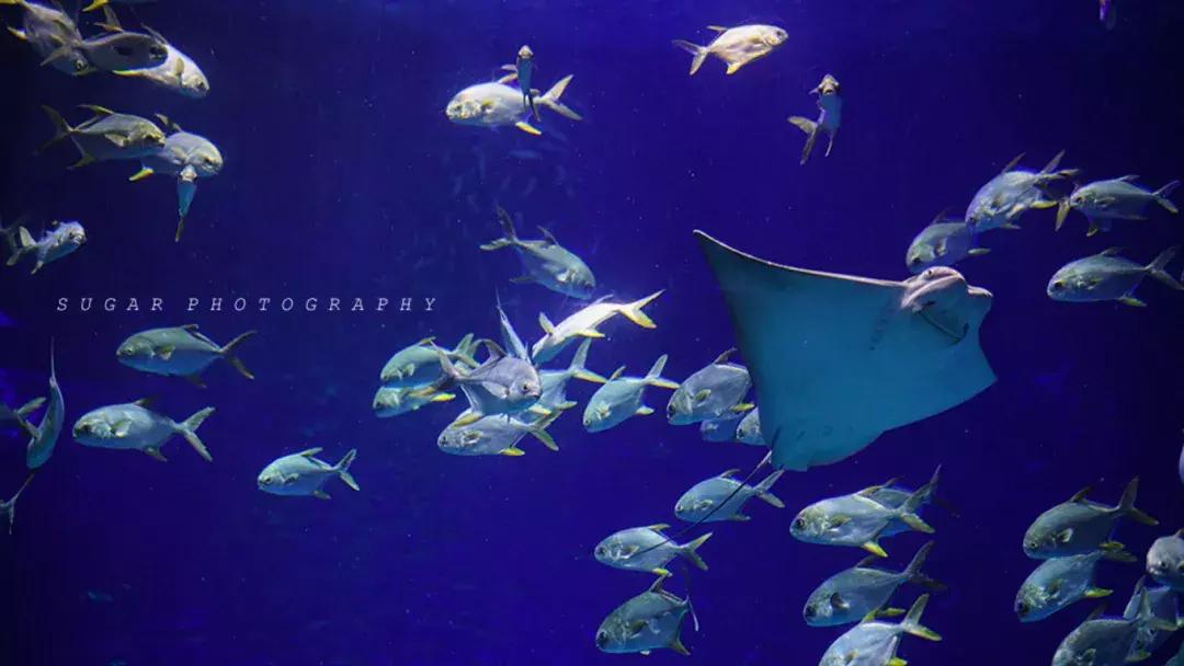 「亲子游」与万千海洋动物一起，夜宿探索极地海洋之美