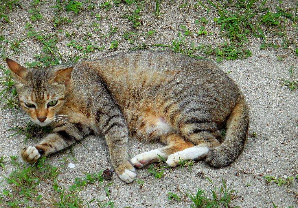 20块钱能买几只猫,20块钱买的猫