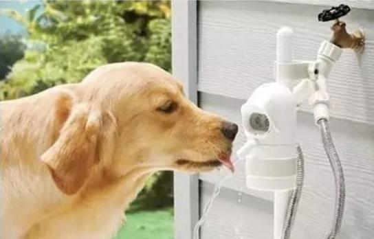 给宠物降温的正确方法,炎夏宠物怎么降温