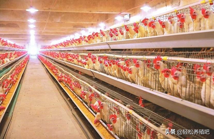 鸡喝水多拉水便怎么治,鸡不明原因拉水便怎么治疗