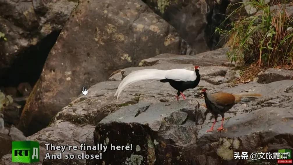 霞浦上了俄罗斯电视台！看美女主播都说些什么