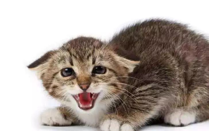 猫咪最不可以碰的地方是哪里,猫咪最不能碰的几个地方