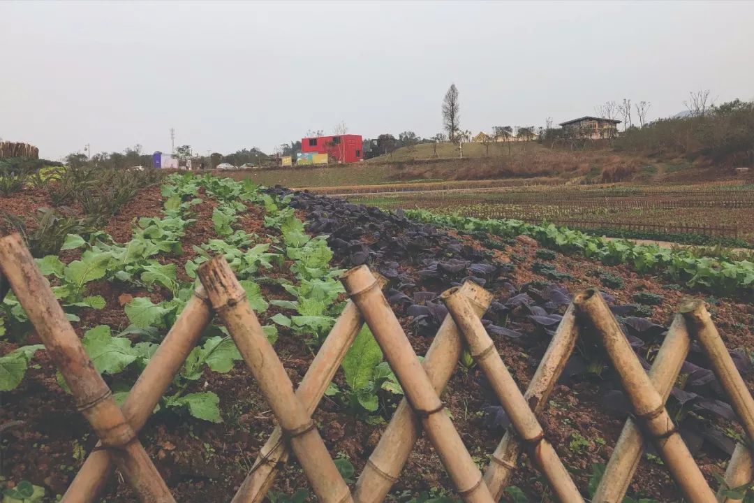 田园风光稻田帐篷,稻田星空露营基地