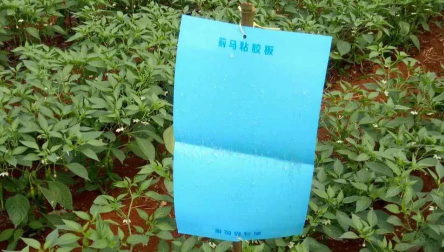 动物病毒感染怎么治疗,植物病毒病解决方案