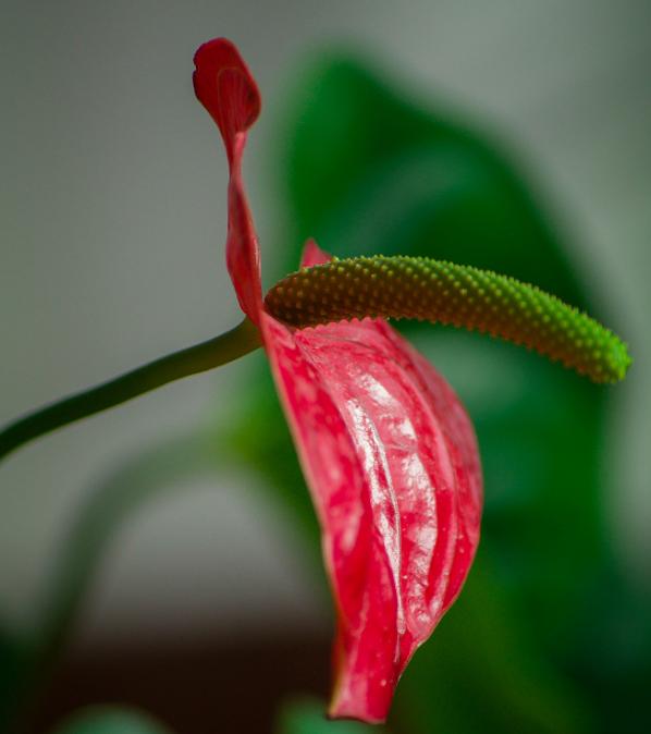 南山老人,南山老人家