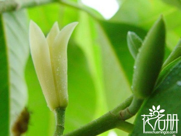 白兰花语,白兰花的寓意和花语是纯洁的爱