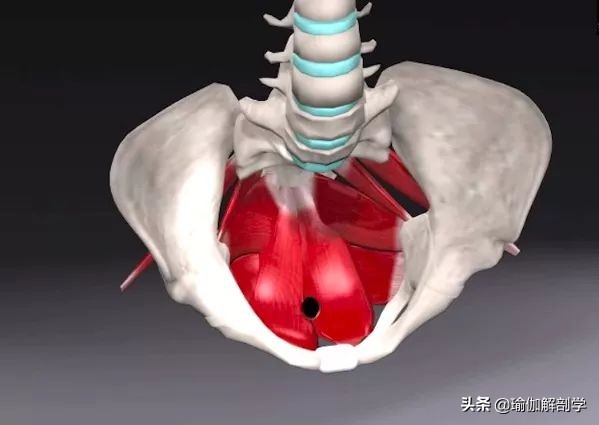 怎样有助于盆底肌修复 (多年盆底肌怎样才能修复)