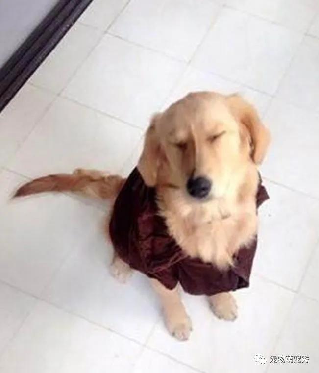 金毛犬莫名受伤主人苦寻真相,金毛犬误食食物