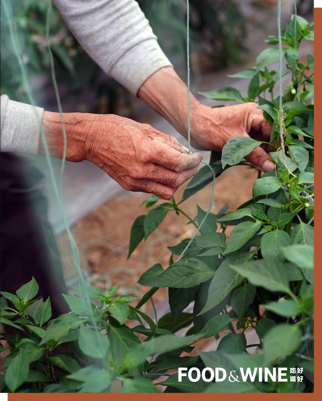 有机蔬菜为什么这么难,有机蔬菜如何种植