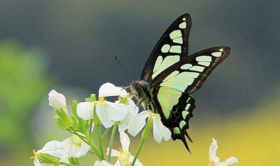 龟类的进化过程图片,龟鳖目动物外形特征