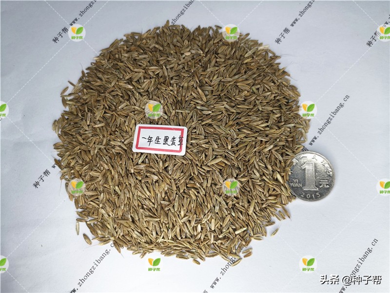 进口黑麦草多少钱一斤,进口蓝标黑麦草草籽价格