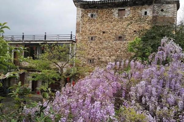 紫藤花怎样养成老桩,紫藤花种植方法和注意事项有哪些