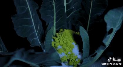 抖音全网第一名李子柒,李子柒抖音最火的女人