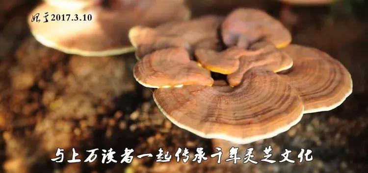 吃灵芝的人显得年轻,中年女人吃灵芝孢子粉的好处