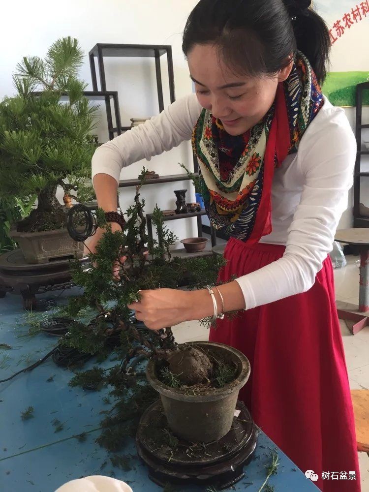 杨派盆景传承人,杨派盆景非遗传承人