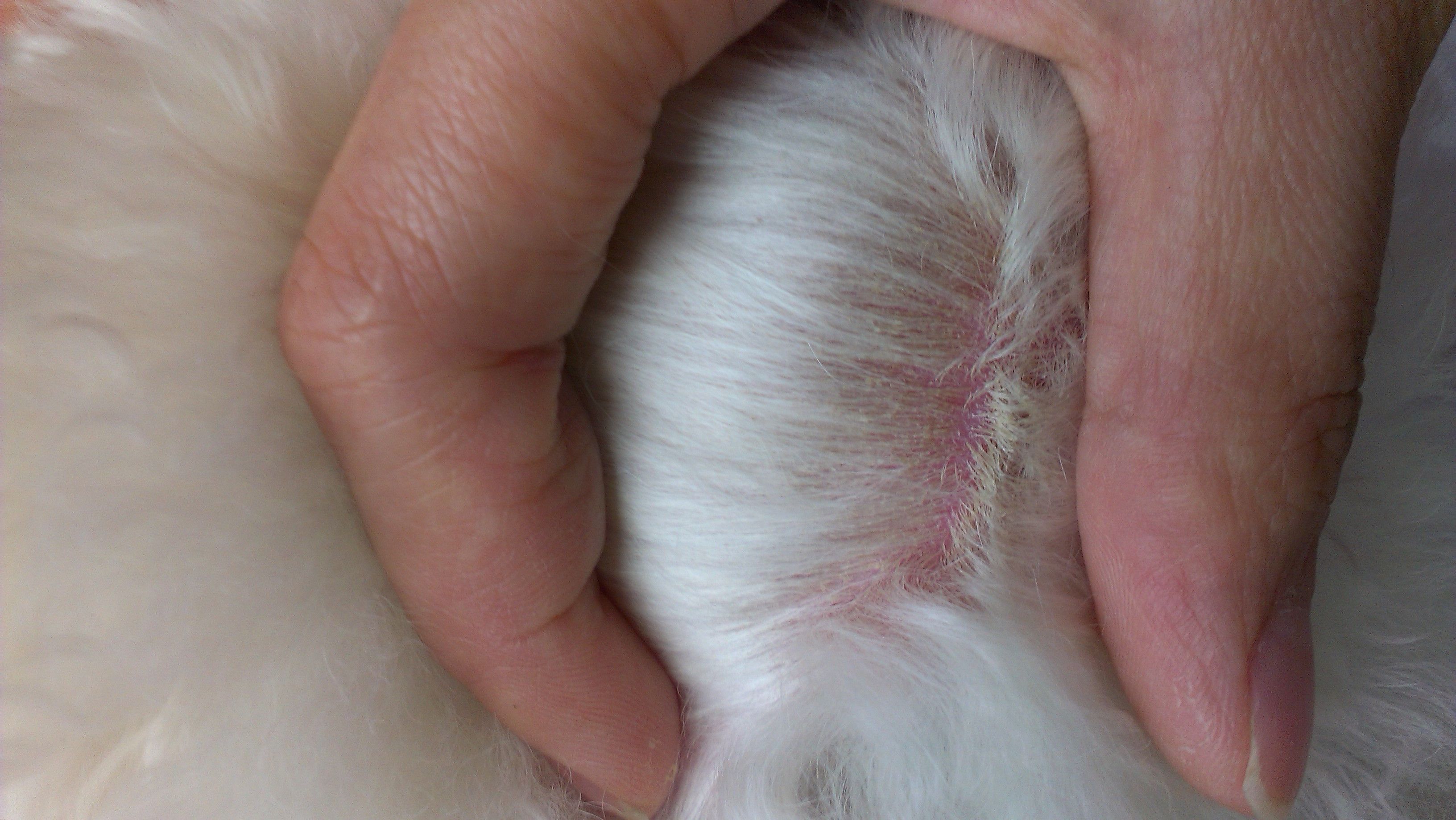 防止狗狗掉毛的小妙招,不想狗狗短命就别做这6件事情