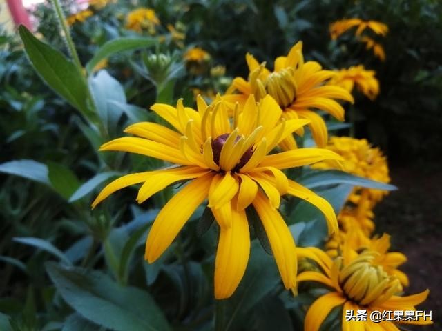 黑心金光菊和全缘金光菊的区别,黑心金光菊雌雄同株还是雌雄异株