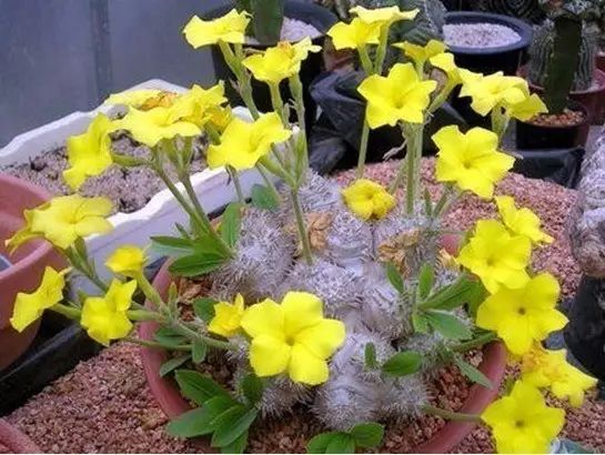 世界上最稀有最名贵的花,世界上最漂亮名贵的花