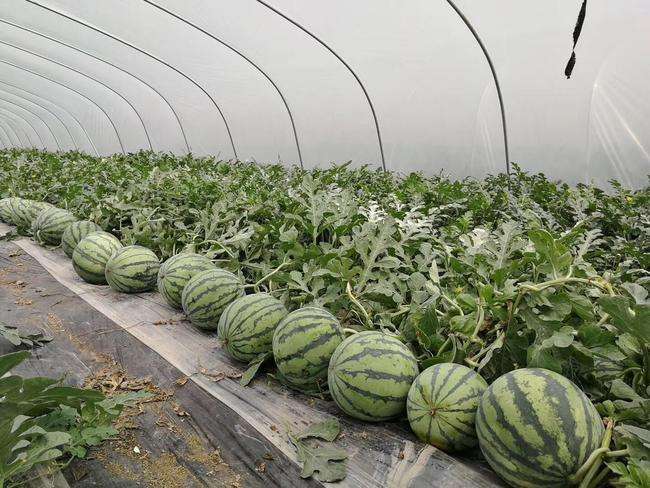 8424的西瓜为什么那么甜,最靠谱挑选8424西瓜的方法