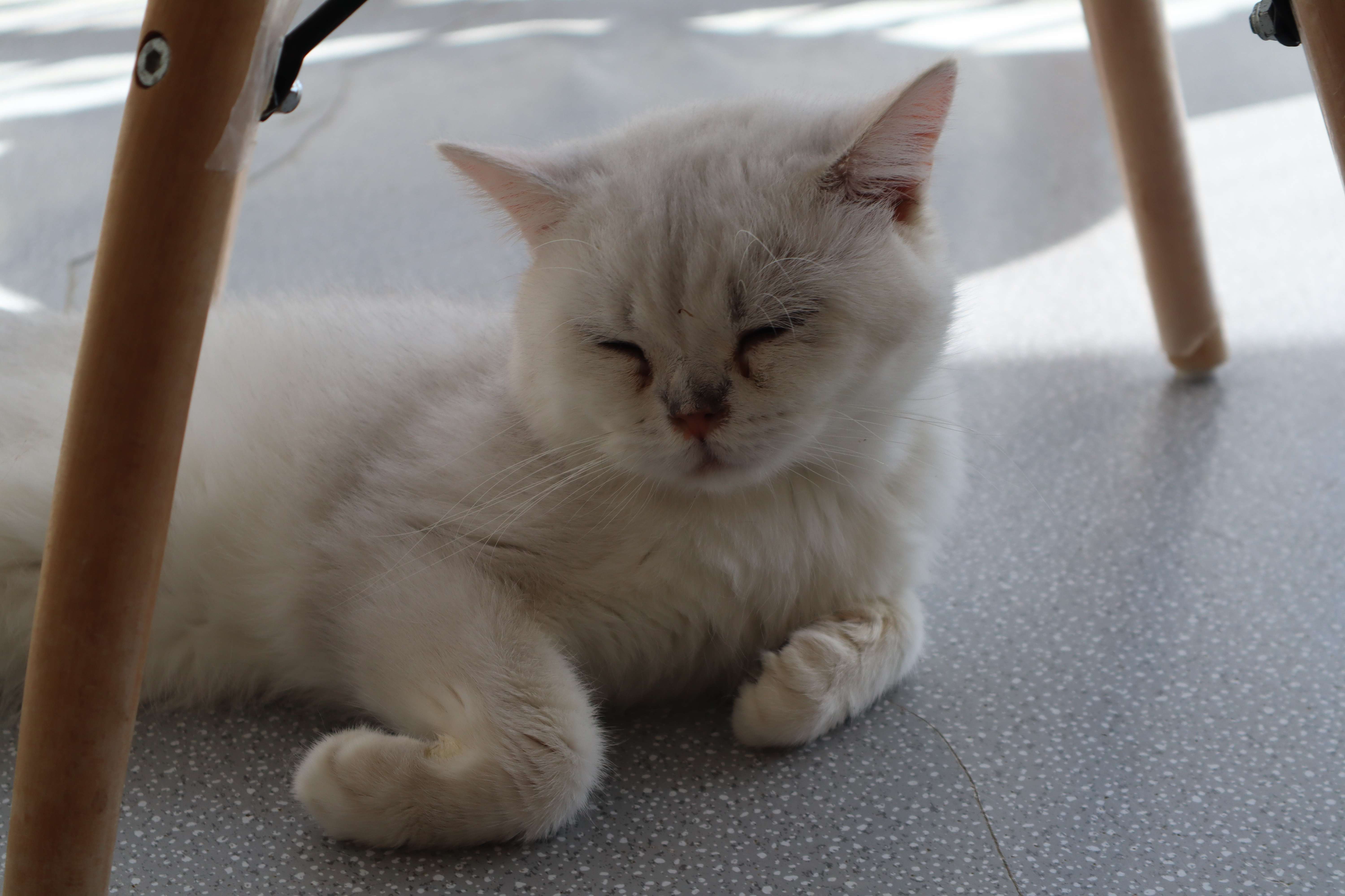 黑足猫为什么不能养,为什么黑足猫可爱