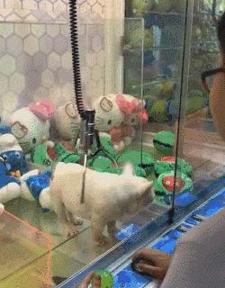 这样的“旋转木马”你一定没见过，网友直呼太残忍……