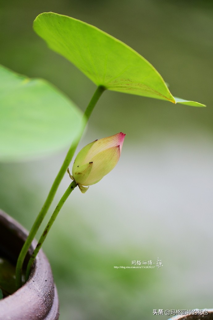 碗莲种子种植步骤及注意事项,碗莲种植方法超简单的快来看看吧