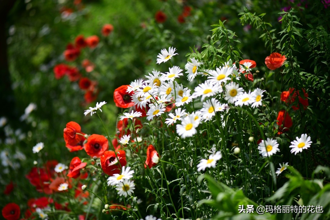 徒长花草怎样处理,徒长的树木怎么处理