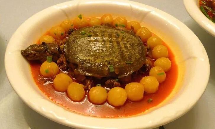 如何提高甲鱼饲料的吸收率,怎样提升甲鱼成活率