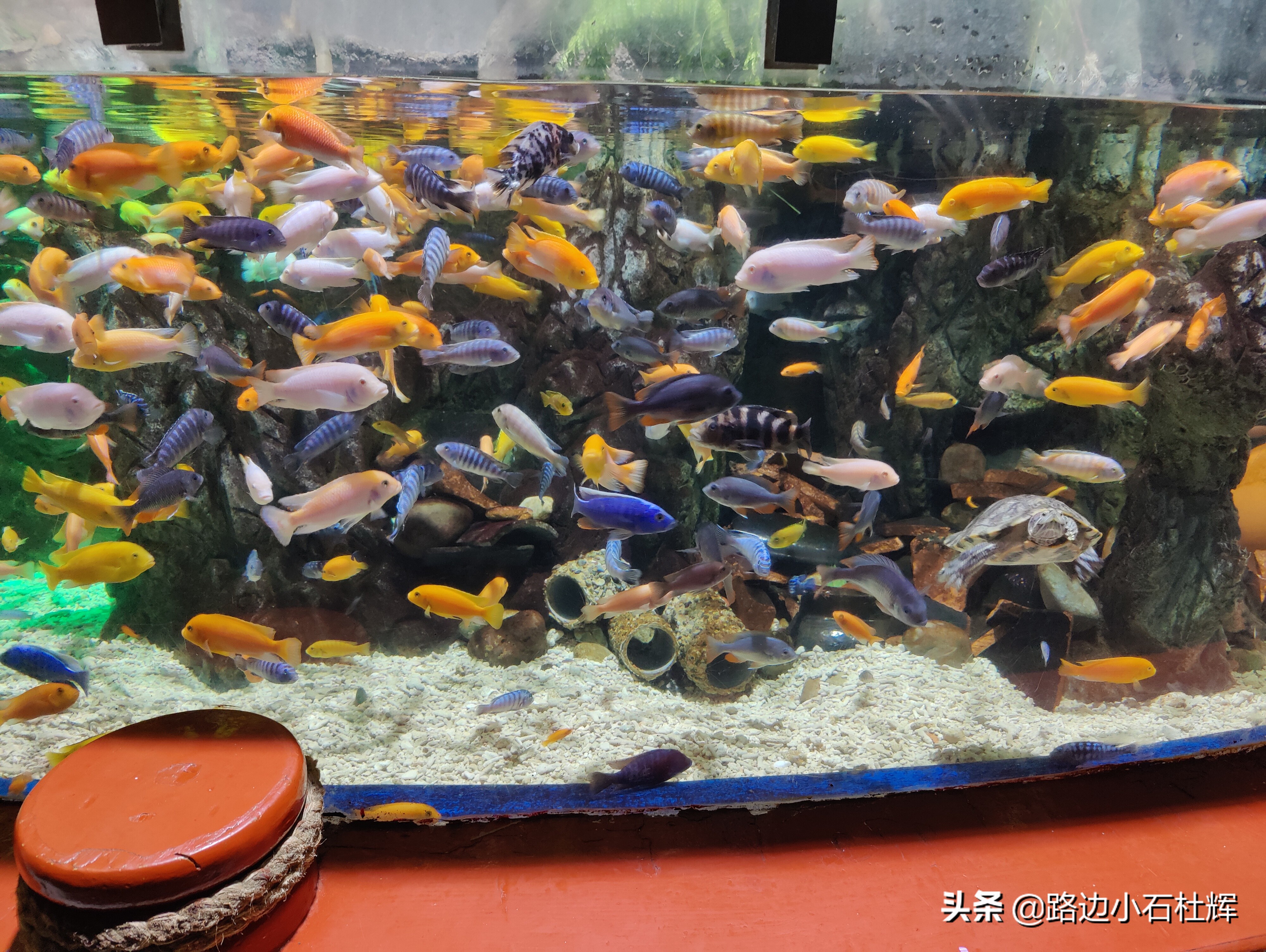 北京海洋馆海底世界和动物园攻略,游北京动物园海洋馆