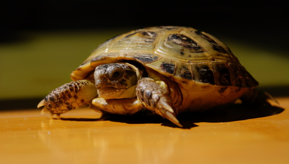 小朋友最适合养的十大动物,宠物家庭适合新手养的三种动物