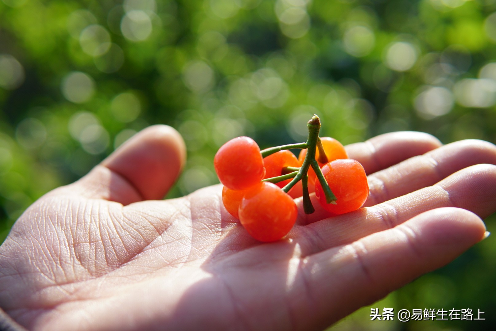 五月份去哪里摘樱桃最好,4月樱桃成熟