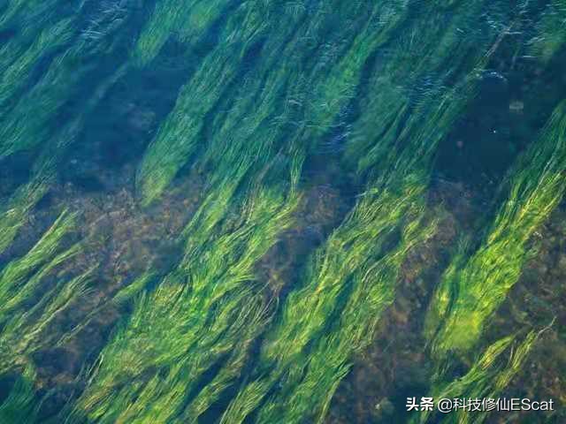 神秘海洋里边的海草怎么修复,神秘海草